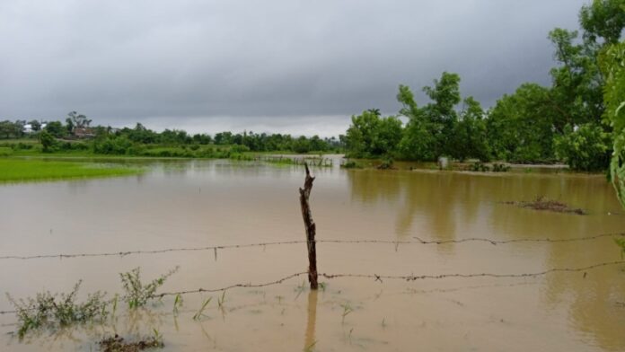 “Todo el veguerío se unió en una laguna”, así describen los cultivos inundados por Idalia (VIDEO+FOTOS)