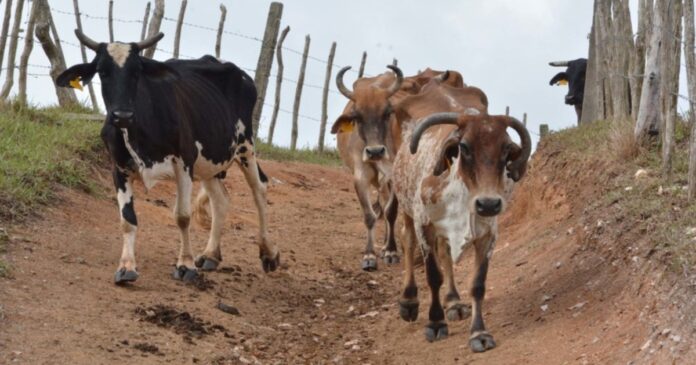 Economista alerta sobre “gravedad de la inseguridad alimentaria de Cuba”