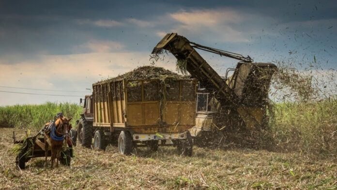 Critican nuevo plan de FAO en Cuba: lo que hunde a la agricultura es el modelo económico