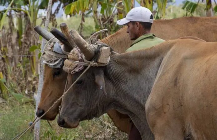 “La policía no hace nada”: guantanameros se quejan del robo y sacrificio de ganado mayor