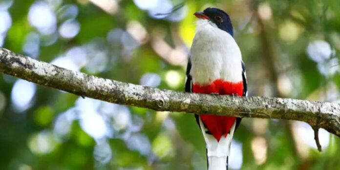 El tocororo: leyenda taína y ave nacional de Cuba