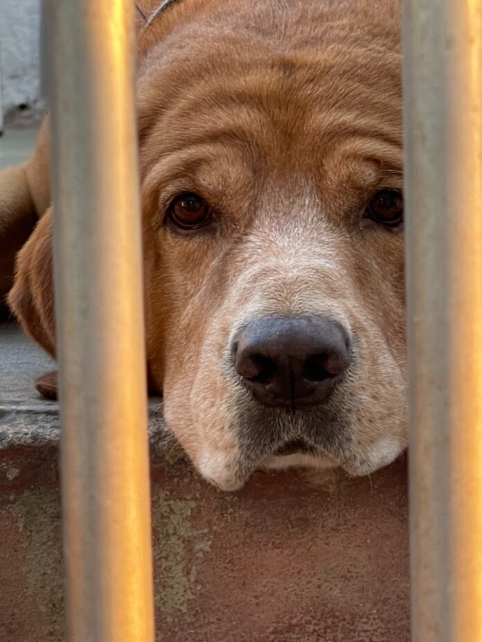 Dog Day, Havana, Cuba – Photo of the Day – Havana Times