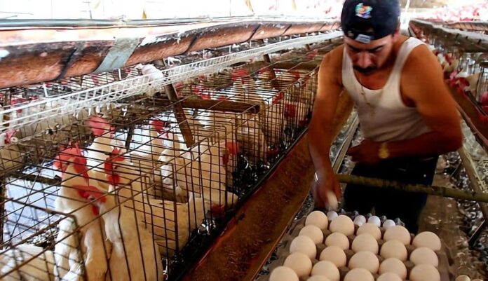 Crítica producción de huevos en Cuba: ¡apenas cinco al mes por la libreta!