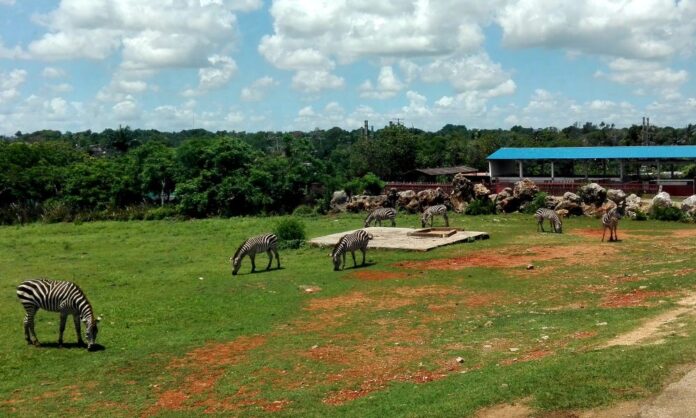 Escasez de combustible en Cuba detiene los safaris del Zoológico Nacional