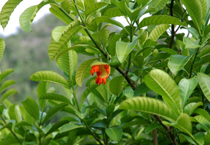 A Strange Fruit, Pinar del Rio, Cuba – Photo of the Day – Havana Times