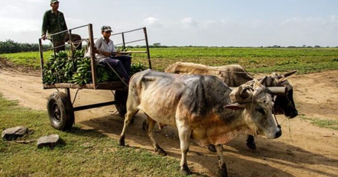 Crisis de la agricultura “comenzó antes de la pandemia”, asegura economista cubano