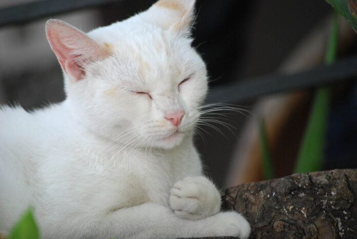 Nieves Sleeps, Havana, Cuba – Photo of the Day – Havana Times