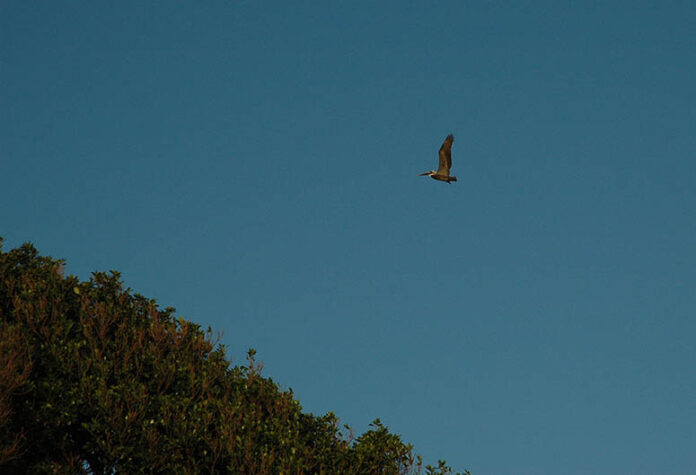 Pelican, Havana, Cuba – Photo of the Day – Havana Times