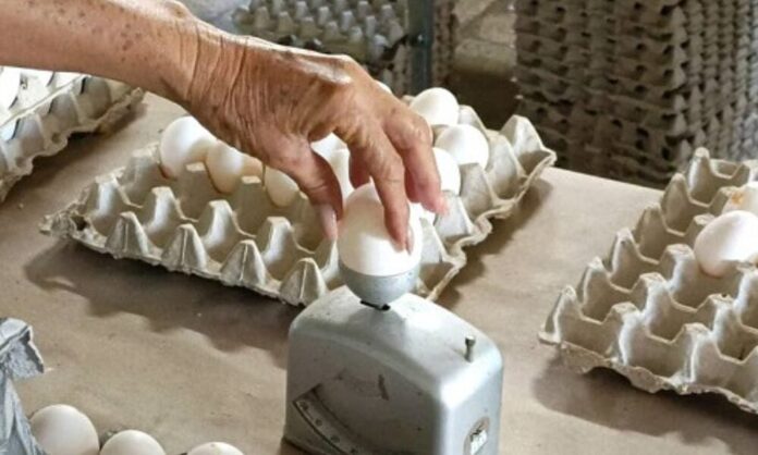 Reconocen mínima producción de huevos en Cuba: ¡no da ni para cinco al mes!