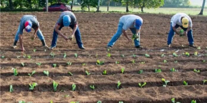 “Hay que motivar a esos productores”, la solución del régimen a crisis agrícola