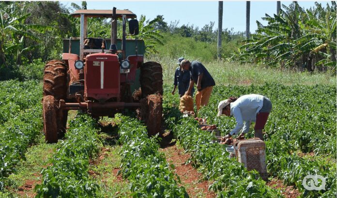 The Bad News (We Know) about Agriculture in Cuba – Havana Times