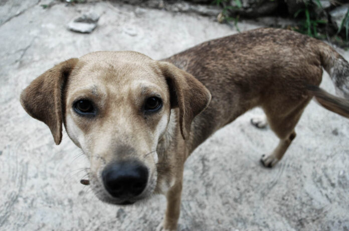 A Friend, Matanzas, Cuba – Photo of the Day – Havana Times