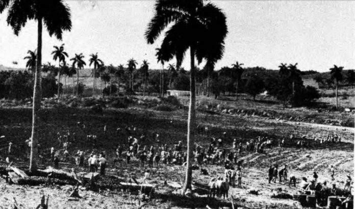 Some History on “Revolutionary” Deforestation in Cuba – Havana Times