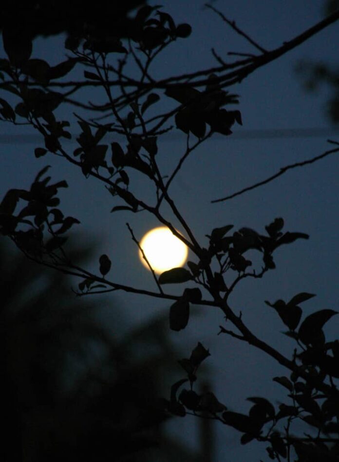 The Moon & the Lemon Tree, Cienfuegos, Cuba – Photo of the Day – Havana Times