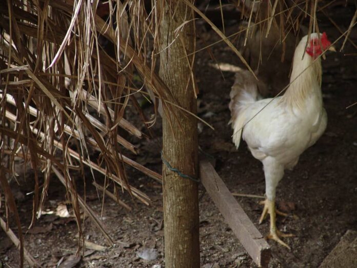 White Hen, Santa Clara, Cuba – Photo of the Day – Havana Times