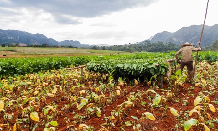 Estudiantes cubanos trabajan en la agricultura para compensar la falta de campesinos