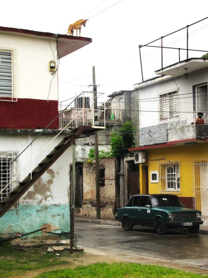 Dog on the Roof, Holguin, Cuba – Photo of the Day – Havana Times