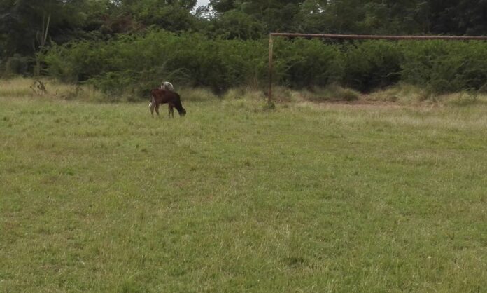 Denuncian lamentable estado de campo de fútbol en Cuba (+fotos)