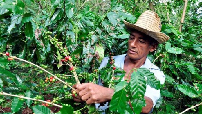 Italian Businessman Says Cubans Will Get Half the Coffee – Havana Times