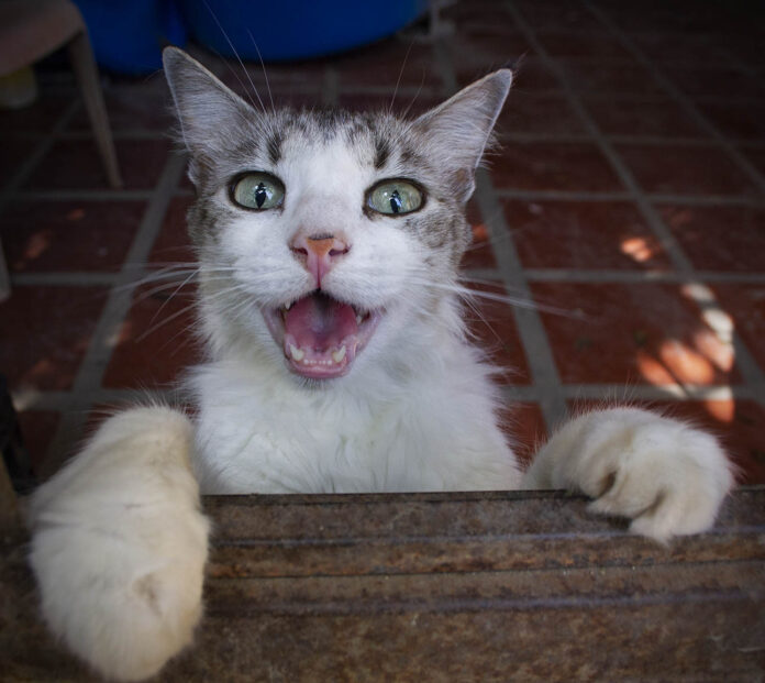 My Cat’s Secret, Lara Venezuela – Photo of the Day – Havana Times