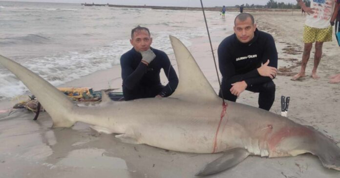 Pescadores cubanos capturan tiburón martillo