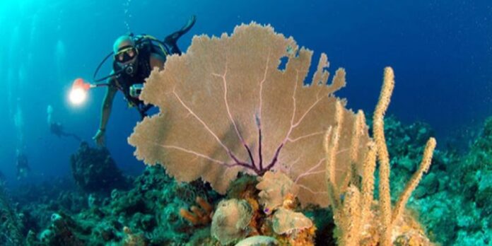 Arrecifes coralinos de Cuba: un tesoro natural en peligro