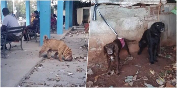 Mascotas, acorraladas entre el hambre y el éxodo