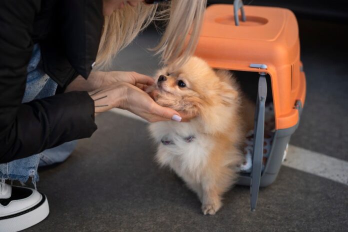 Viajar a España con mascota desde Cuba