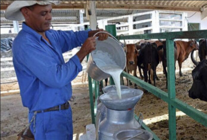 Campesinos cubanos deben vender 17 litros de leche para hacer $1 dólar