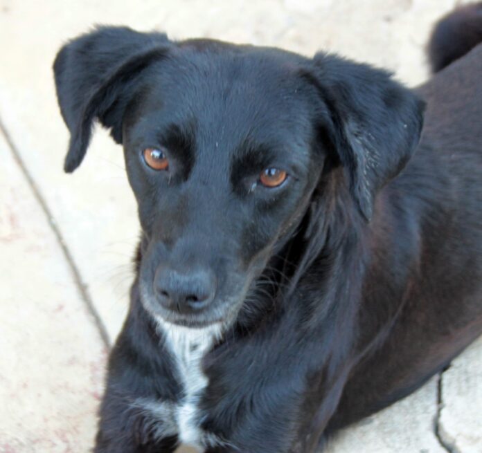 Watch Dog, Havana, Cuba – Photo of the Day – Havana Times