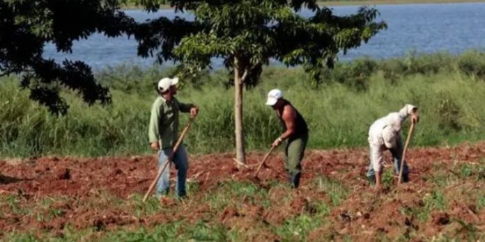 Régimen cubano reconoce ineficacia de la ley de Soberanía Alimentaria