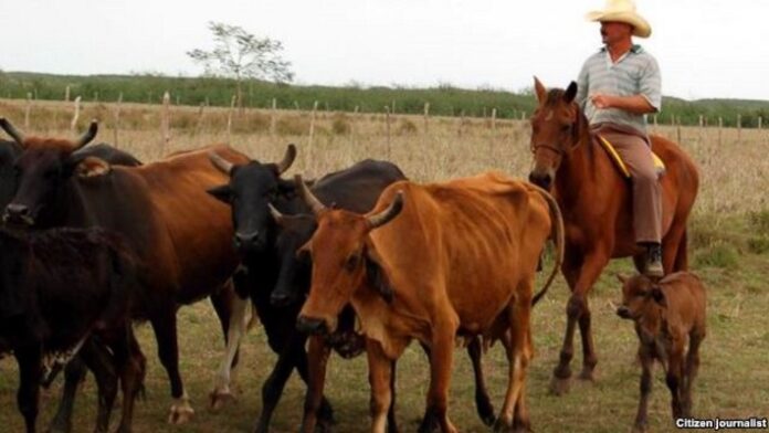 Cuba: gobierno requinta controles sobre la tierra y el ganado