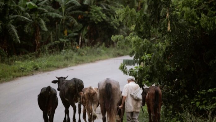 En 2023 La Habana perdió más cabezas de ganado por hambre que por hurto y sacrificio