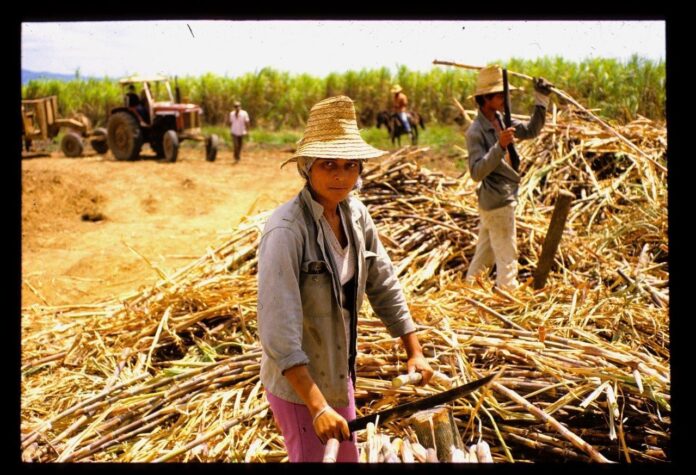 Sugarcane Cutter, Matanzas, Cuba – Photo of the Day – Havana Times