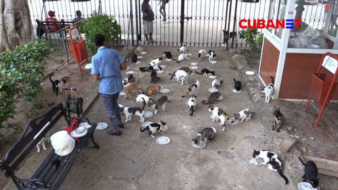 Food Monitor Program denuncia incremento en venta de carne de gato en Cuba