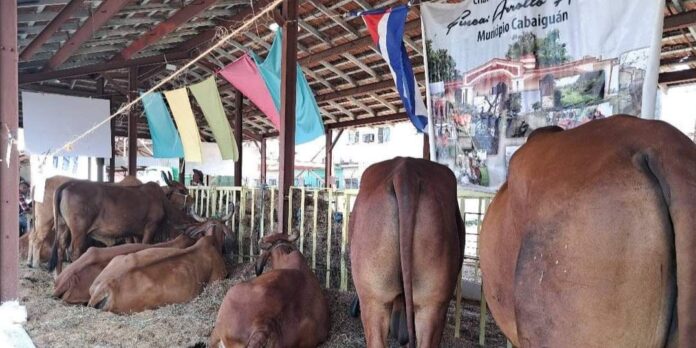 Cerdos y reses en una feria, pero no en la mesa de los cubanos