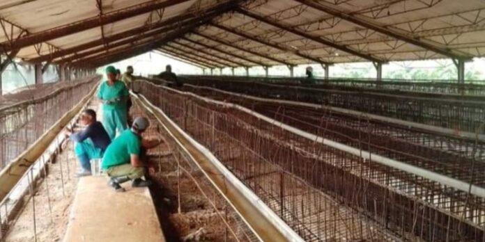 Unas 400 aves mueren ahogadas en Artemisa por fuertes lluvias