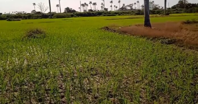 Campesinos van a perder el arroz