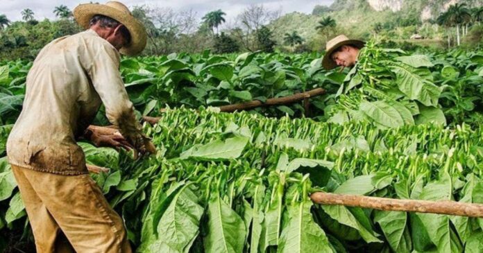 VIDEO: El tabaco en Cuba. Así trabajan los campesinos