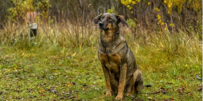 A 38 años del accidente nuclear: ¿Qué pasó con los perros de Chernóbil?