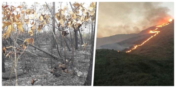 Logran sofocar incendio forestal de grandes proporciones en Pinar del Río