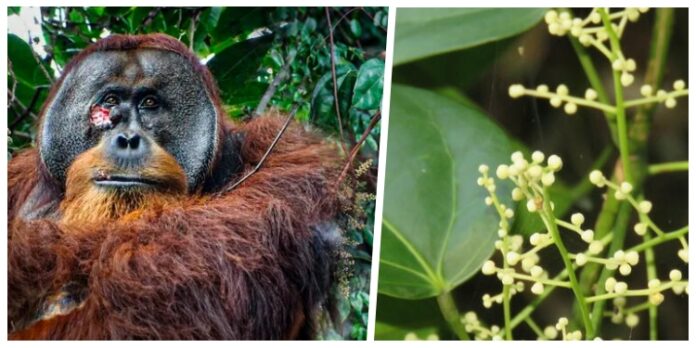 Por primera vez, un orangután usa planta medicinal para sanar heridas