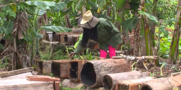 A falta de azúcar: Cubana cría abejas para obtener miel