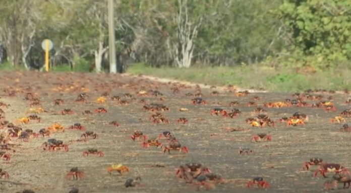 Cangrejos rojos invaden carretera entre Cienfuegos y Trinidad: No son para comer