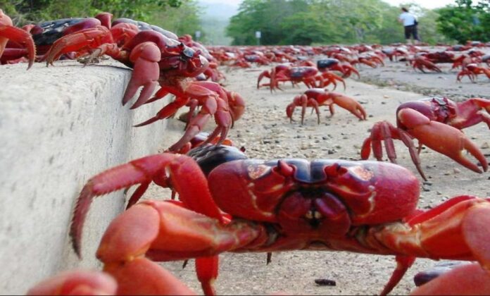 Invasión de cangrejos rojos en Cuba. Pero no se pueden comer