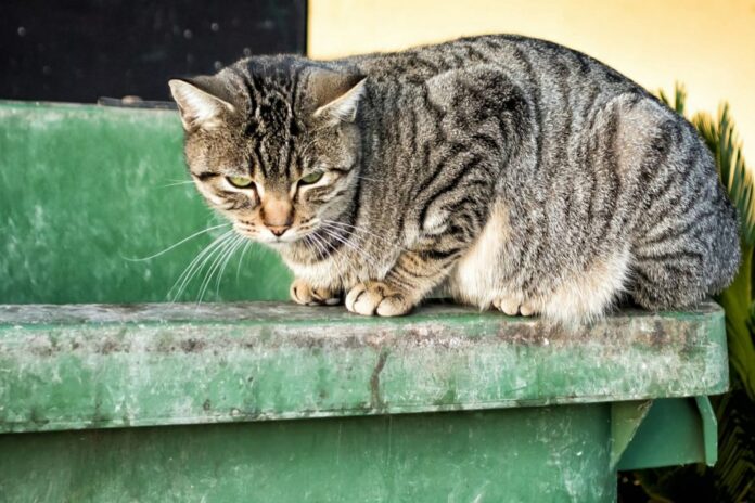 Alerta por la desaparición masiva de gatos en un barrio de La Habana