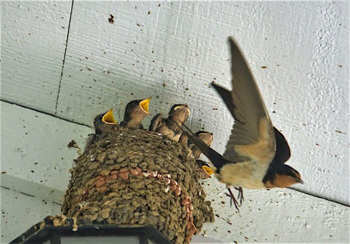 Swallows in the Nest, Texas, USA – Photo of the Day – Havana Times