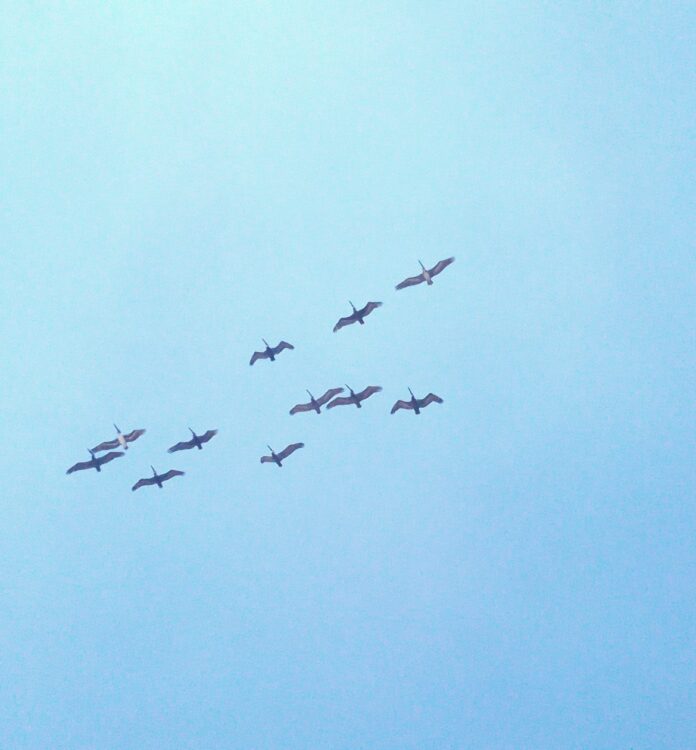 Birds of the Sea, Santa Clara, Cuba – Photo of the Day – Havana Times