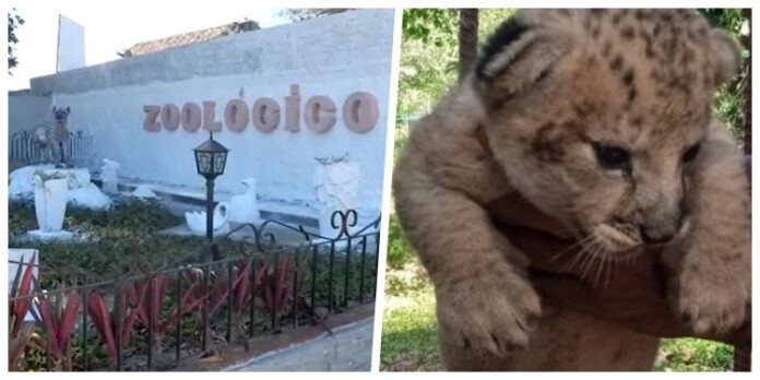 Nace en zoológico de Sancti Spíritus un cachorro de león