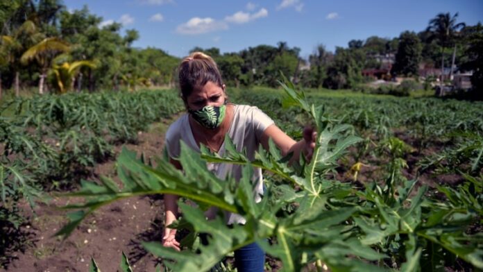 Presidente de la Coalición Agrícola EEUU-Cuba ve transición a nuevo modelo económico en la isla